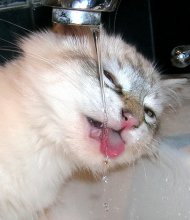 Thirst / ***