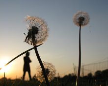A Walk in the dandelions / ***