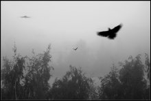 FLÜGE VON FOG ... / ***