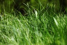 Grass story 3 / ***