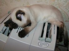 sweet dreams / ***