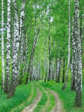 birches / ***