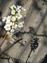 Birne auf dem Dach / ***