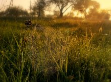 Sun catcher / .....