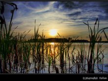 Rushes / ***