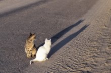 The shadow / -------