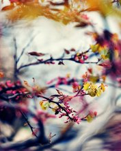 frankness / ***