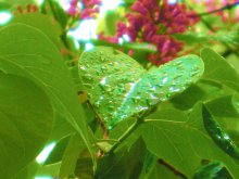 Leaf-heart / ***