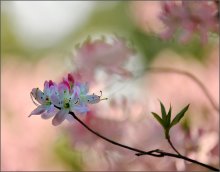 Azalea / ***