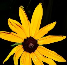 orange night / ***