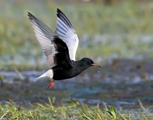 Dall Tern / ***