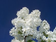 White and blue / ***