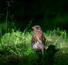 Thrush / ***