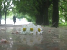 Daisies / ***