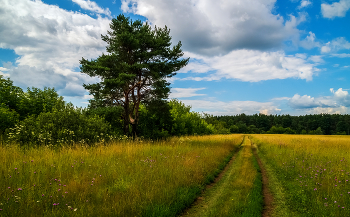 Midsummer / ***