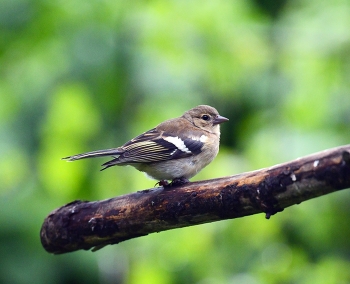 Finch / ***