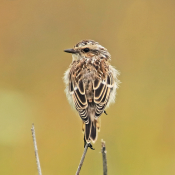 Whinchat / ***