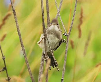 Gray Warbler / ***