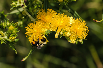 Honey harvest / ***