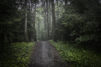 In the rain ... / ***