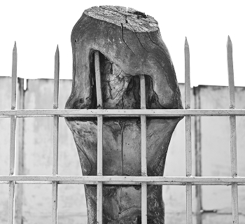 dry wood / ***