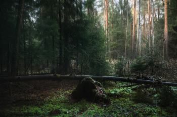 in the autumn forest / ***