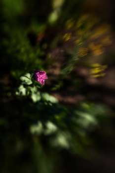Life around / ***