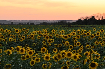 At sunset. / ***