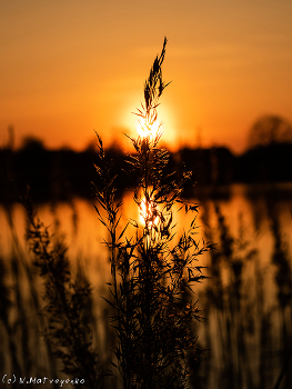 Summer Sunset / ***