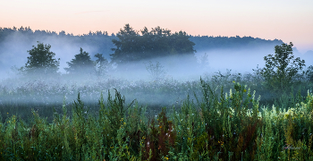Sommermorgen. / ***