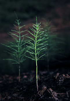 Morning in a pine forest / ***