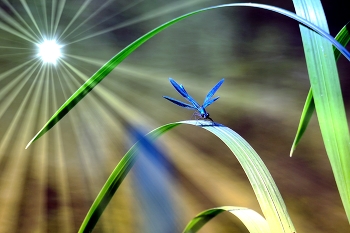 heaven / ***