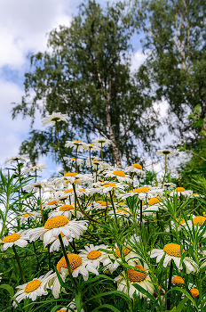 Chamomile summer / ***