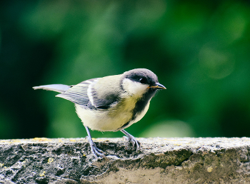 Bird / Nikkor 70-300