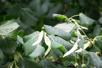 Rain / Nikkor 70-300