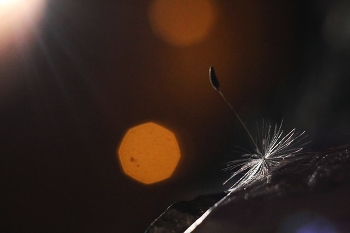 attracted to light / ***