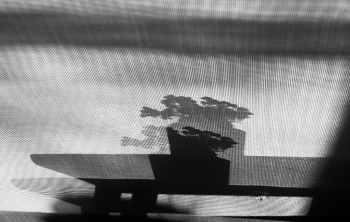 Bouquet / ***