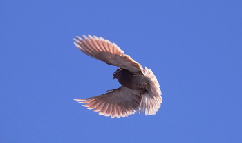 Im Flug / ***