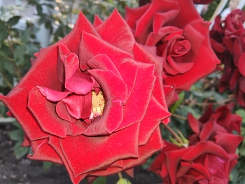 Roses / ***