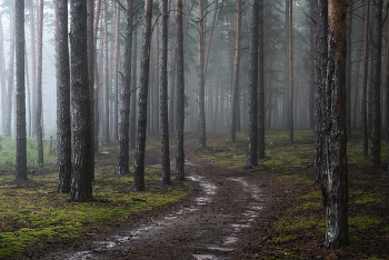 Forest roads / ***