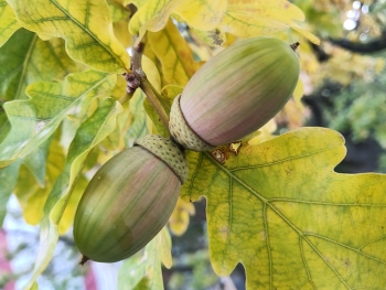 Acorns / ***