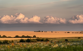 Russian field / ***