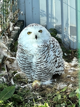 In Gefangenschaft / ***