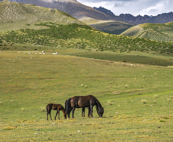 Treffen der Sonne / ***