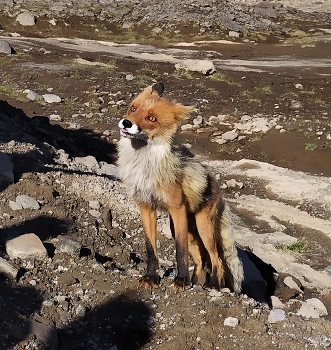 Fox. / ***
