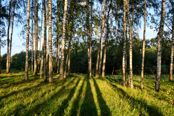 Morgen Schatten / ***