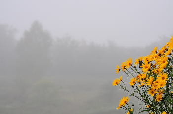 Morning fog. / ***