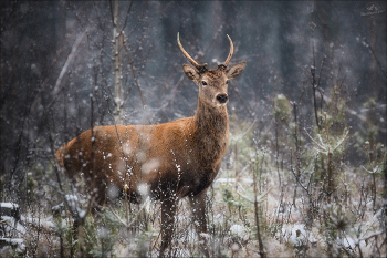 Winter Is Coming.. / ***