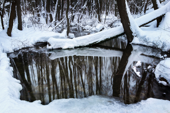 in the winter forest / ***