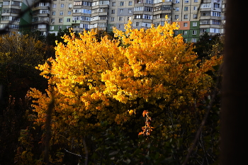 Golden Sunset / ***